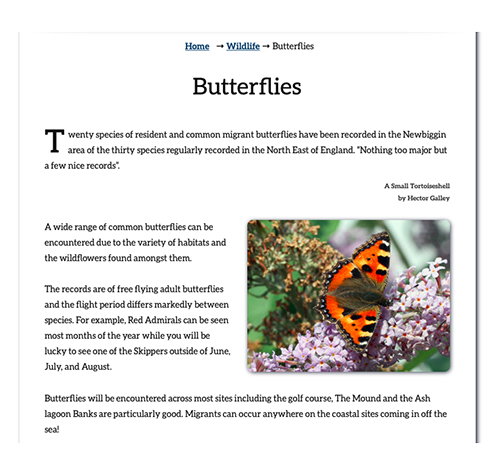 Natural Newbiggin - Dragonflies website image